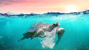 a photo of a turtle swimming with a plastic bag