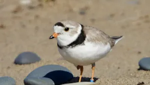Piping plover on the beach